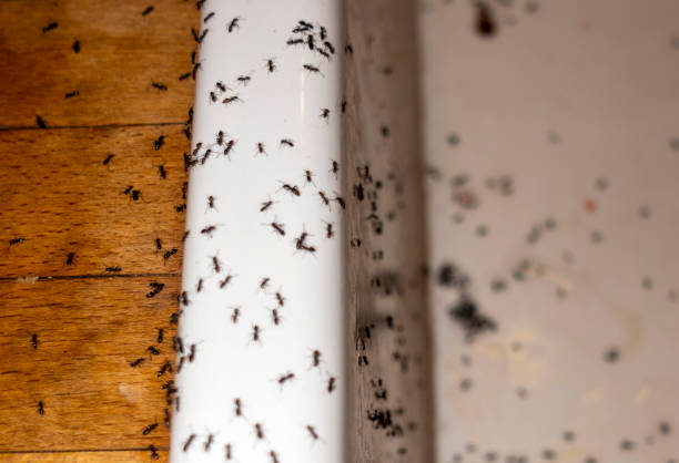 Best Ant Control Services  in Tallahassee, FL